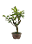 Macieira Anã (Malus Everest) 5 anos - 30 cm - Frutificando - Imagem 4