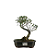 Bonsai de Jasmim do Cabo 5 anos - 26 cm - Imagem 1