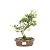 Bonsai de Piracanta Amarela 5 anos ( 30 cm) - Imagem 1