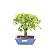 Bonsai de Acer Palmatum 6 Anos ( 28 cm) - Imagem 3