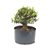 Pré Bonsai de Buxus Harlandi 6 anos (32 cm) - Imagem 1