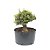 Pré Bonsai de Buxus Harlandi 6 anos (32 cm) - Imagem 3