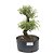 Pré Bonsai de Serissa  (Phoetida) 6 anos (38 cm) - Imagem 2