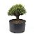 Pré Bonsai de Buxus Harlandi 7 anos (37 cm) - Imagem 1