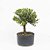 Pré Bonsai de Buxus Harlandi 4 anos (32 cm) - Imagem 1