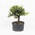 Pré Bonsai de Buxus Harlandi 4 anos (32 cm) - Imagem 3