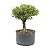 Pré Bonsai de Buxus Harlandi 4 anos (32 cm) - Imagem 1