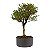 Pré Bonsai de Serissa (Phoetida) 5 anos (40 cm) - Imagem 4