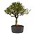 Pré Bonsai de Serissa (Phoetida) 5 anos (40 cm) - Imagem 3