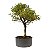 Pré Bonsai de Serissa (Phoetida) 5 anos (40 cm) - Imagem 2