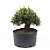 Pré Bonsai de Buxus Harlandi 9 anos (35 cm) - Imagem 1