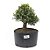 Pré Bonsai de Buxus Harlandi 8 anos (38 cm) - Imagem 2