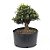 Pré Bonsai de Buxus Harlandi 8 anos (38 cm) - Imagem 1