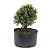 Pré Bonsai de Buxus Harlandi 8 anos (38 cm) - Imagem 3