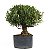 Pré Bonsai de Cereja Anã (silvestre) 14 anos ( 45 cm ) - Imagem 3