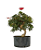Pré Bonsai de Calliandra Vermelha 7 Anos (50 cm) com Movimento - Imagem 2