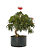 Pré Bonsai de Calliandra Vermelha 7 Anos (50 cm) com Movimento - Imagem 4