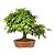 Bonsai de Calliandra Vermelha 14 Anos (42 cm) com Movimento - Imagem 3