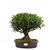 Bonsai de Cereja Anã (silvestre) 14 anos ( 34 cm ) - Imagem 1