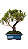 Bonsai de Cereja Anã (silvestre) 12 anos ( 38 cm ) - Imagem 1