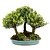 Bosque de Bonsai de Buxus Harlandi - 14 anos (32 cm) - Imagem 1