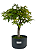 Pré Bonsai de Acer Palmatum ( Momiji ) 7 anos (53 cm) - Imagem 1