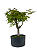 Pré Bonsai de Acer Palmatum ( Momiji ) 7 anos (53 cm) - Imagem 3