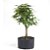 Pré Bonsai de Acer Palmatum ( Momiji ) 7 anos (55 cm) - Imagem 1