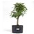 Pré Bonsai de Acer Palmatum ( Momiji ) 7 anos (55 cm) - Imagem 2