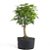 Pré Bonsai de Acer Palmatum ( Momiji ) 7 anos (55 cm) - Imagem 3