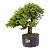 Pré Bonsai de Calliandra 9 Anos (50cm) - Imagem 4