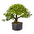 Pré Bonsai de Calliandra 9 Anos (50cm) - Imagem 3