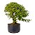 Pré Bonsai de Calliandra 9 Anos (50cm) - Imagem 2