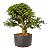 Pré Bonsai de Calliandra 9 Anos (50cm) - Imagem 1