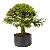 Pré Bonsai de Calliandra Rosa 9 Anos (50 cm) - Imagem 4