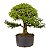 Pré Bonsai de Calliandra Rosa 9 Anos (50 cm) - Imagem 3