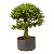 Pré Bonsai de Calliandra Rosa 9 Anos (50 cm) - Imagem 2