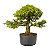 Pré Bonsai de Calliandra Rosa 9 Anos (50 cm) - Imagem 1