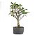 Pré Bonsai de Macieira Anã (Malus Everest) 7 anos - 60 cm - Frutificando - Imagem 1