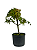 Pré Bonsai de Acer Palmatum ( Momiji ) 4 anos (30 cm) - Imagem 4