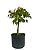 Pré Bonsai de Acer Palmatum ( Momiji ) 4 anos (30 cm) - Imagem 3