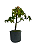 Pré Bonsai de Acer Palmatum ( Momiji ) 4 anos (30 cm) - Imagem 2