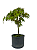 Pré Bonsai de Acer Palmatum ( Momiji ) 4 anos (30 cm) - Imagem 1