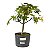 Pré Bonsai de Acer Palmatum (Momiji) 4 anos (34 cm) - Imagem 1