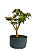 Pré Bonsai de Acer Palmatum ( Momiji ) 5 anos (40 cm) - Imagem 4