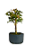 Pré Bonsai de Acer Palmatum ( Momiji ) 5 anos (40 cm) - Imagem 3