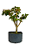 Pré Bonsai de Acer Palmatum ( Momiji ) 5 anos (40 cm) - Imagem 2