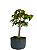 Pré Bonsai de Acer Palmatum ( Momiji ) 5 anos (40 cm) - Imagem 1
