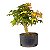 Pré Bonsai de Acer Palmatum (Momiji) 5 anos (34 cm) - Imagem 2