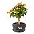 Pré Bonsai de Acer Palmatum (Momiji) 5 anos (34 cm) - Imagem 1